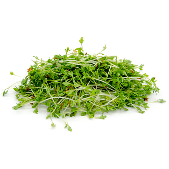 Sprouting seeds - Cress Romagna