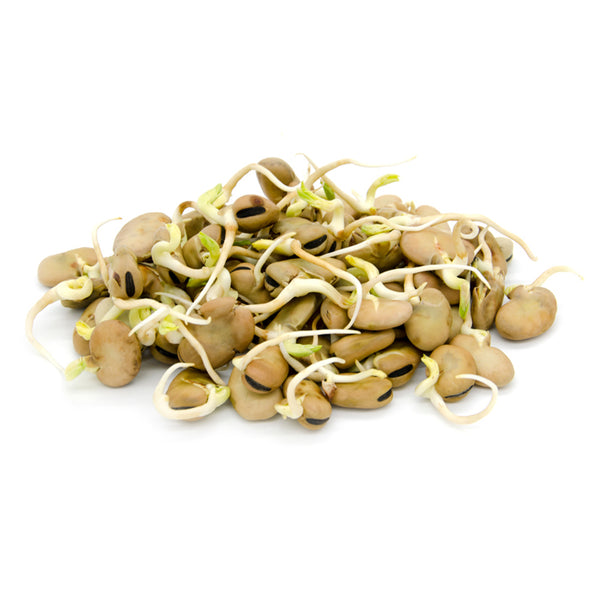 Sprouting seeds - Fava bean Giunone