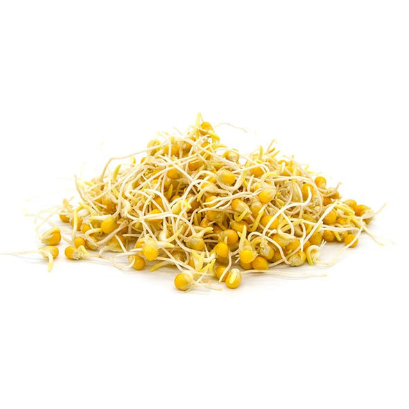 Sprouting seeds - Popcorn or corn Flash