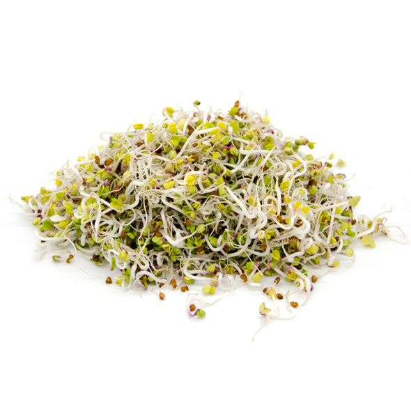 Sprouting seeds - China Rose radish