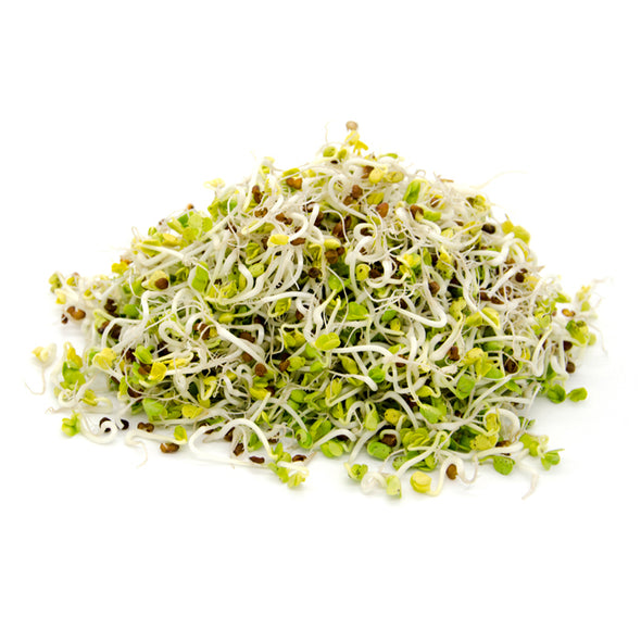 Sprouting seeds - Daikon radish
