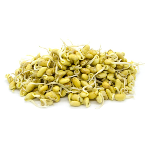 Sprouting seeds - Yellow Soybean Caramel