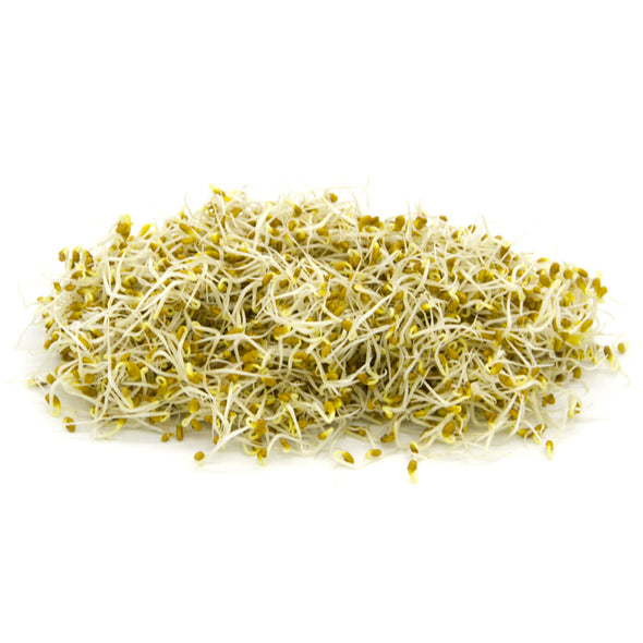 Sprouting seeds - Crimson clover Graal
