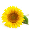 Girasole Odino - Italian Sprout