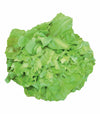 Indivia scarola verde a cuore pieno - Italian Sprout
