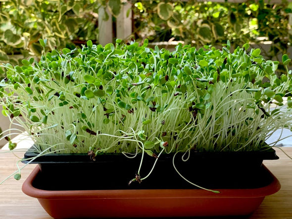 Semi per microgreens - Lino bruno Kabir