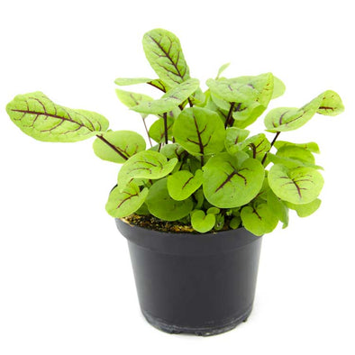 Semi per microgreens - Acetosa a vena rossa Sidro