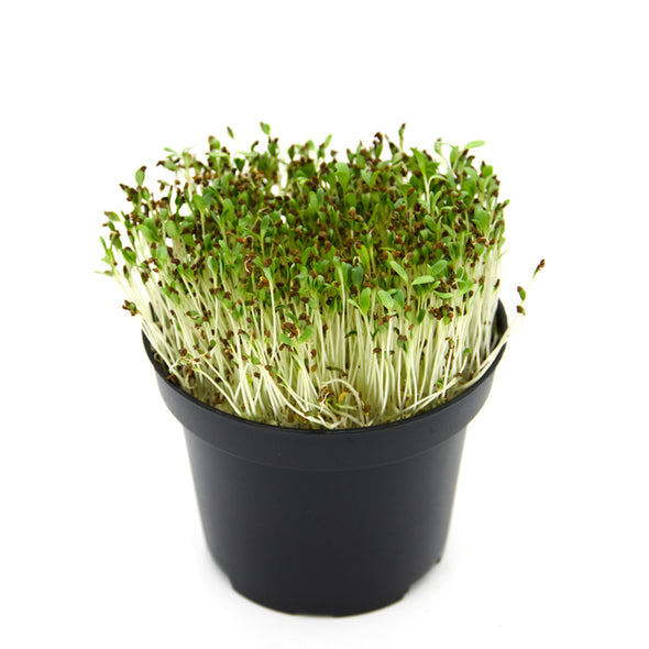 Semi per microgreens - Alfalfa (o Erba medica) Demetra
