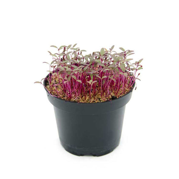 Microgreen seeds - Red Amaranth Flame