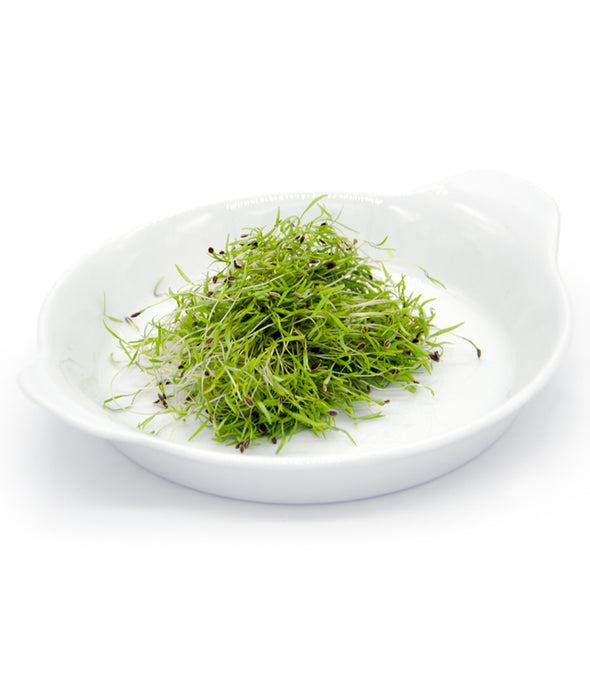 Aneto Hermes - Italian Sprout
