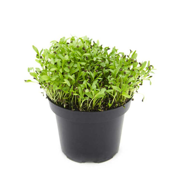 Microgreen seeds - Anise Angel