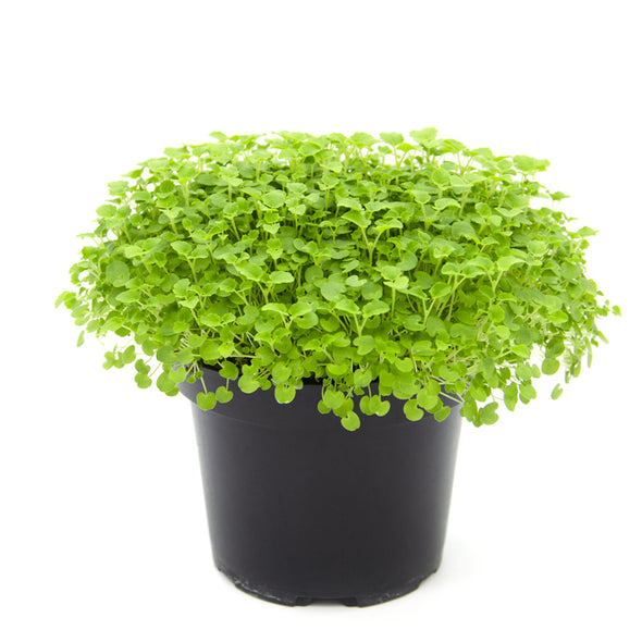Microgreen seeds - Anise hyssop Turquoise