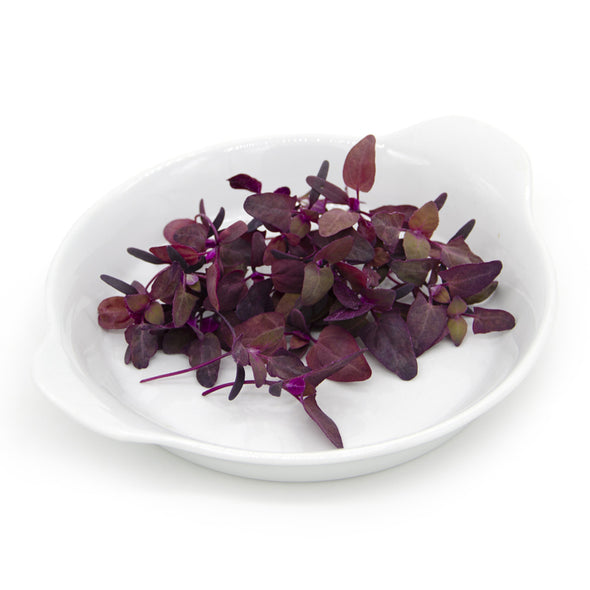 Semi per microgreens - Atriplice rosso (Spinacione) Grisù