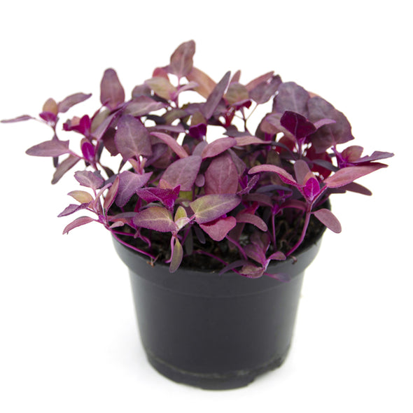 Semi per microgreens - Atriplice rosso (Spinacione) Grisù