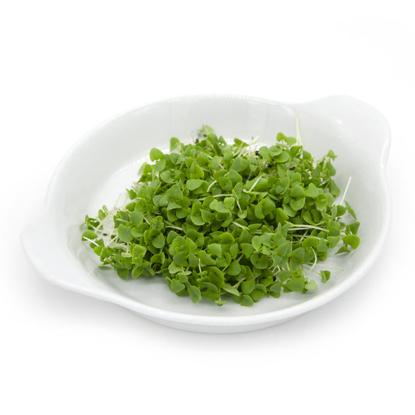 Microgreen seeds - Cinnamon basil Bronze