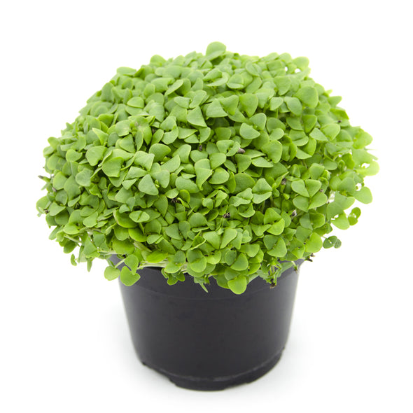 Microgreen seeds - Cinnamon basil Bronze