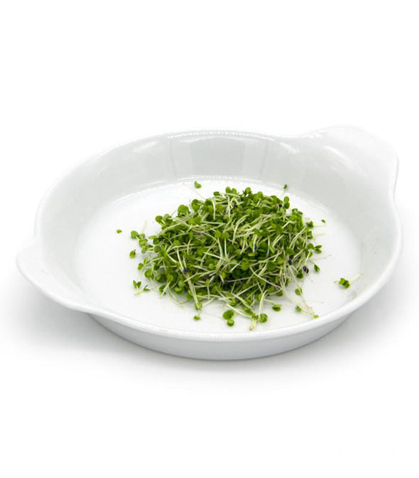 Microgreen seeds - Green basil Zena