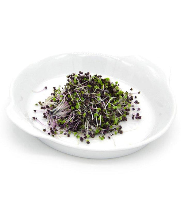 Microgreen seeds - Red Basil Pompei