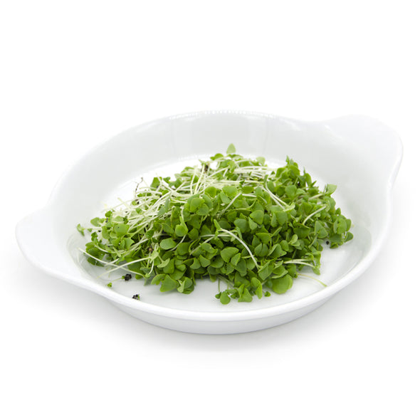 Microgreen seeds - Thai basil Aroma