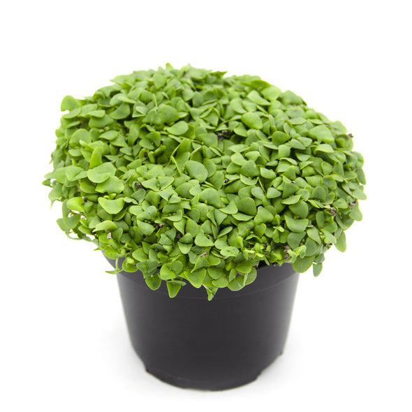 Semi per microgreens - Basilico Thai Aroma