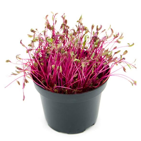 Microgreen seeds - Red beet Agata