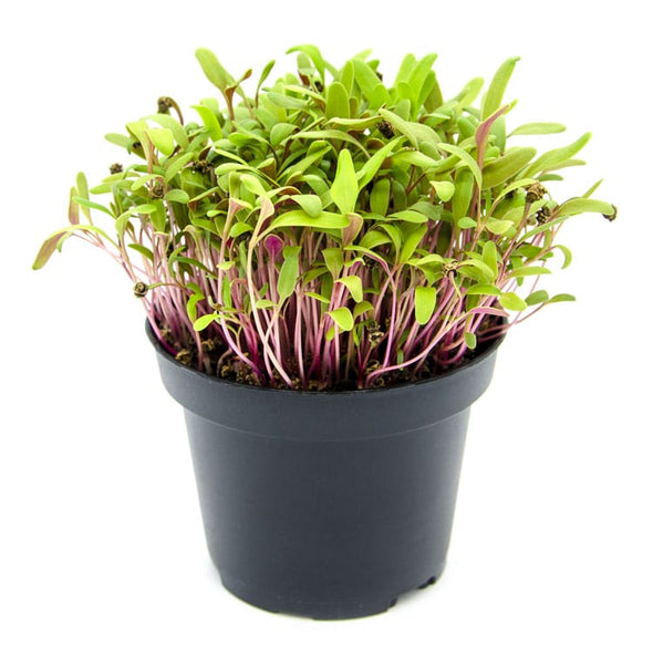 Semi per microgreens - Bietola rosa Confetti