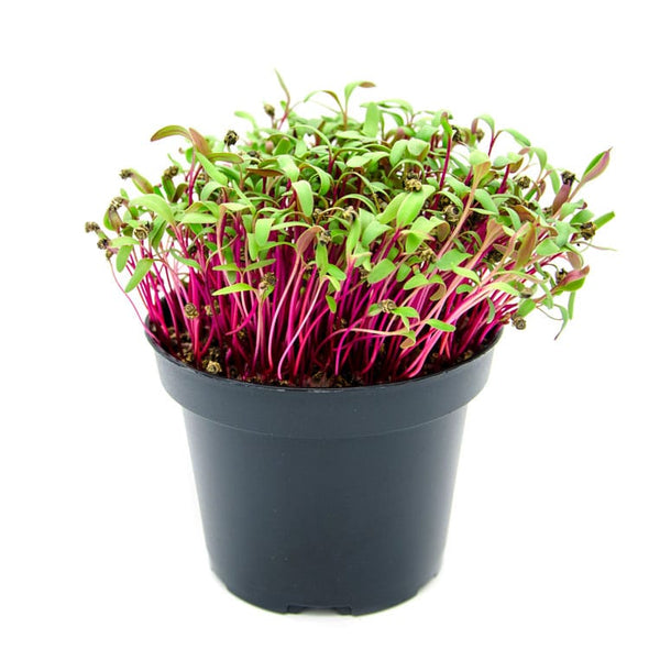 Microgreen seeds - Red swiss chard Sunset