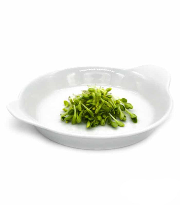 Semi per microgreens - Borragine Emerald