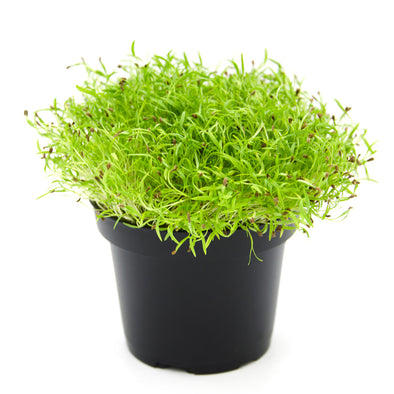Microgreen seeds - Carrot Peline