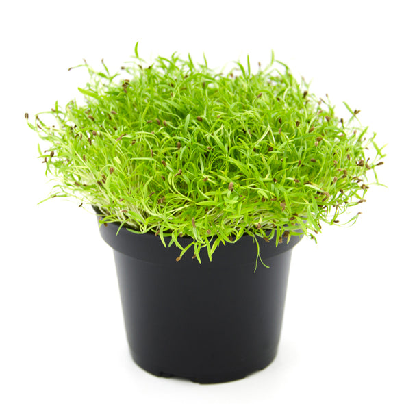 Semi per microgreens - Carota Peline