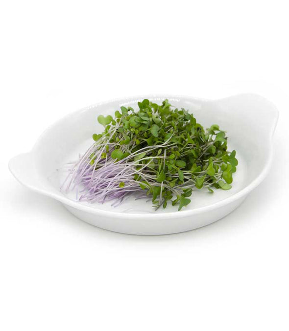 Semi per microgreens - Cavolo rosso Marte