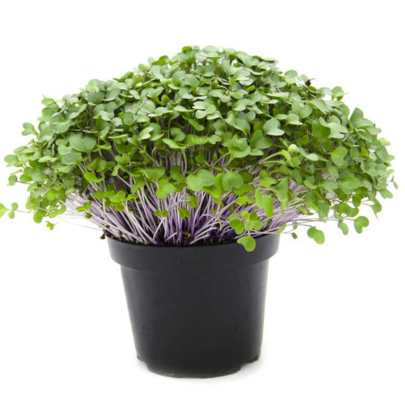 Semi per microgreens - Cavolo rosso Marte