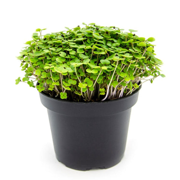 Semi per microgreens - Cavolo riccio rosso Zivago