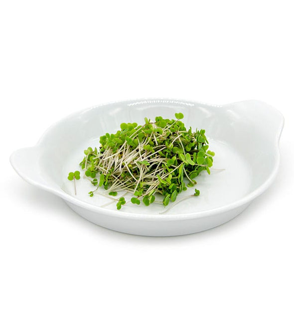 Semi per microgreens - Cavolo riccio rosso Zivago