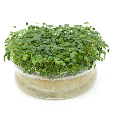 Sprouting seeds - Chia Helmet