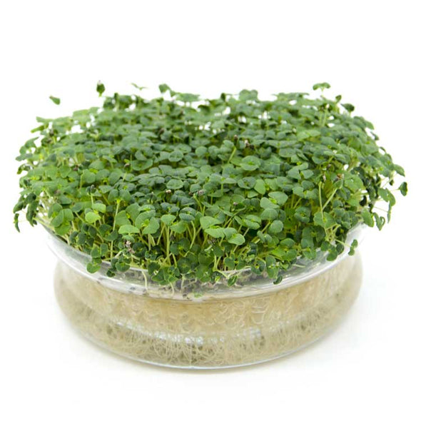 Microgreen seeds - Chia Helmet