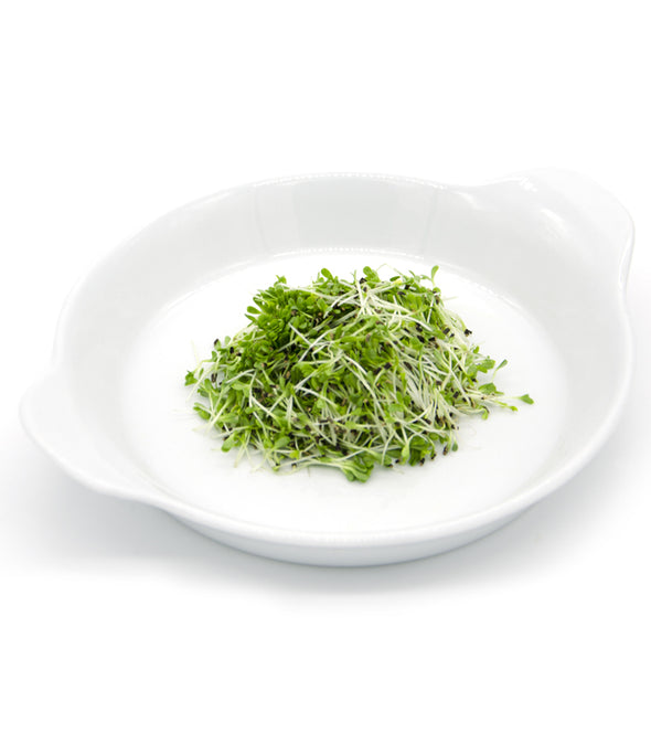 Cicoria White Stem - Italian Sprout