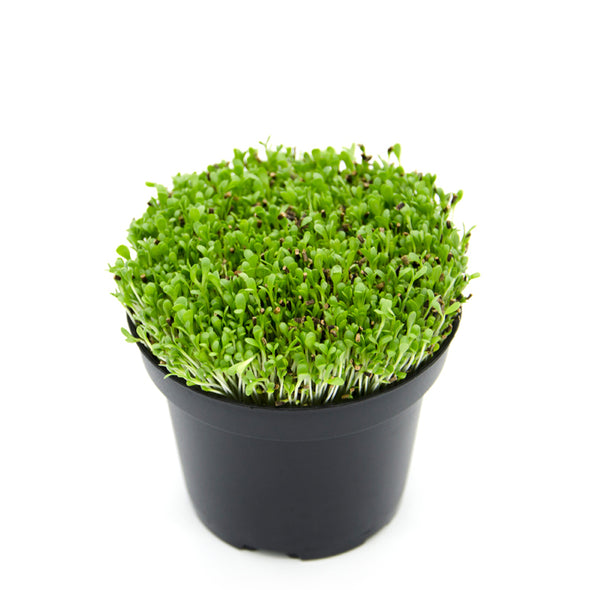 Microgreen seeds - White Stem chicory Luke