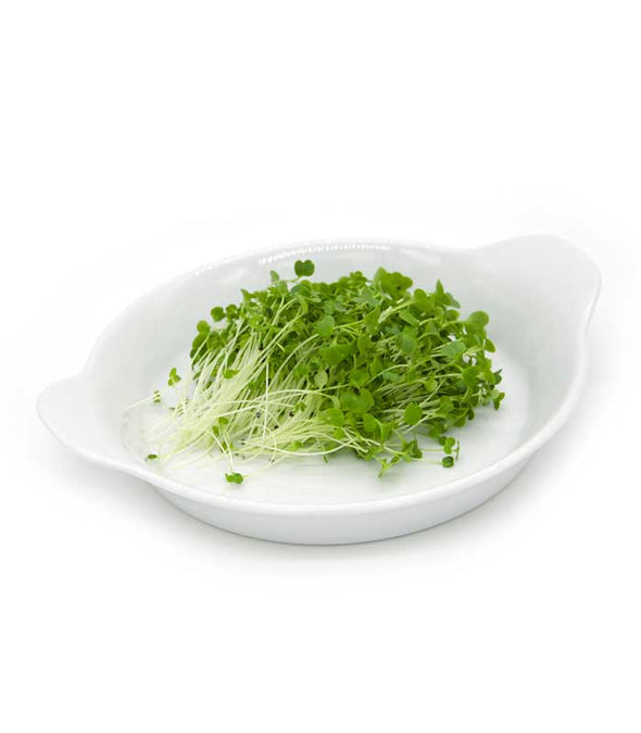 Microgreen seeds - Broccoli raabs Murge