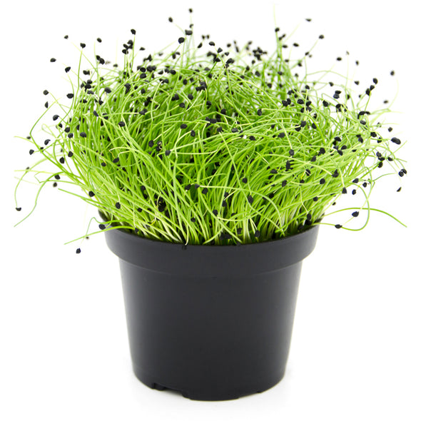 Microgreen seeds - Onion Pinga