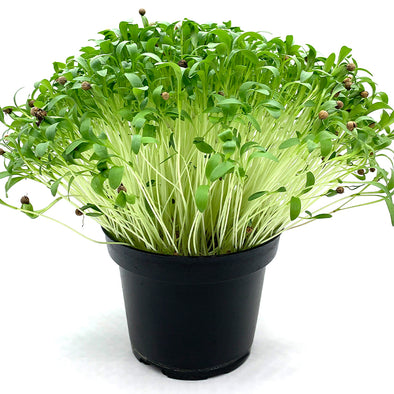 Microgreen seeds - Coriander Bombei