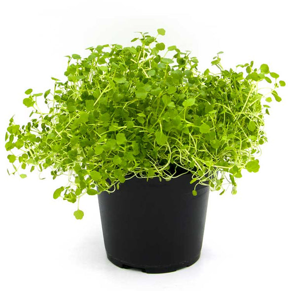 Semi per microgreens - Crescione d'Acqua Persia