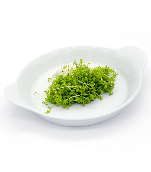 Porro cinese Bombonera - Italian Sprout
