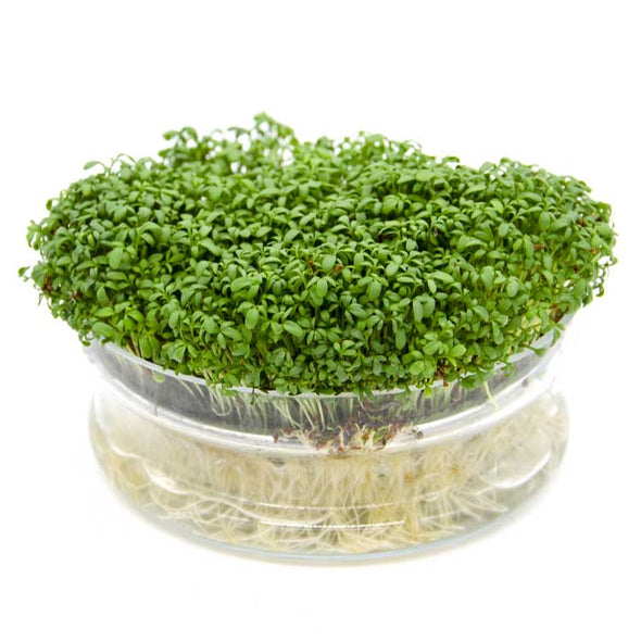 Semi per microgreens - Crescione d'Acqua Persia