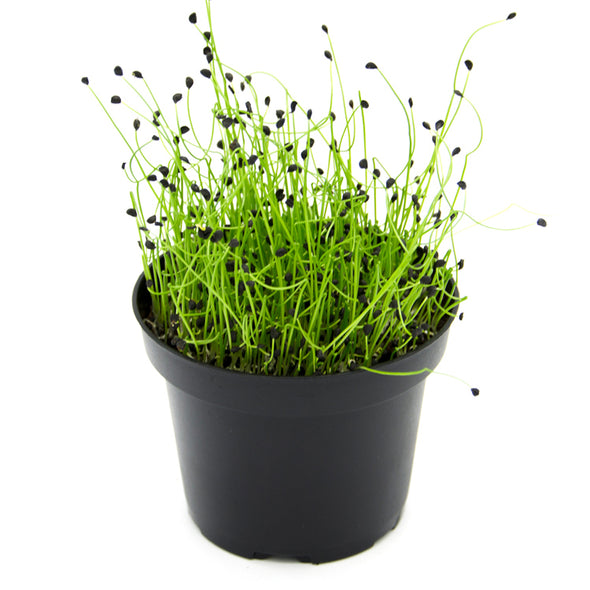 Microgreen seeds - Garlic chives Pucca