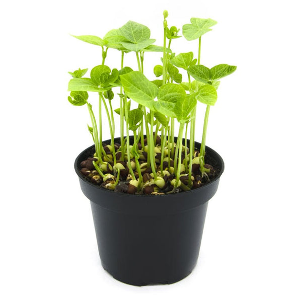 Microgreen seeds - Azuki bean Doraemon