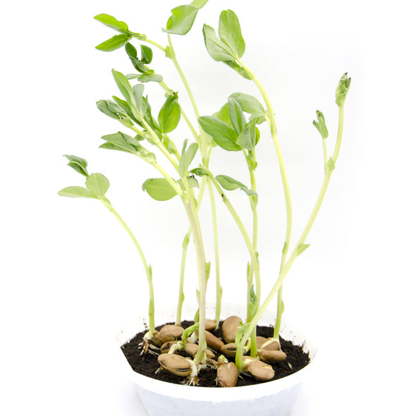 Semi per microgreens - Fava Giunone