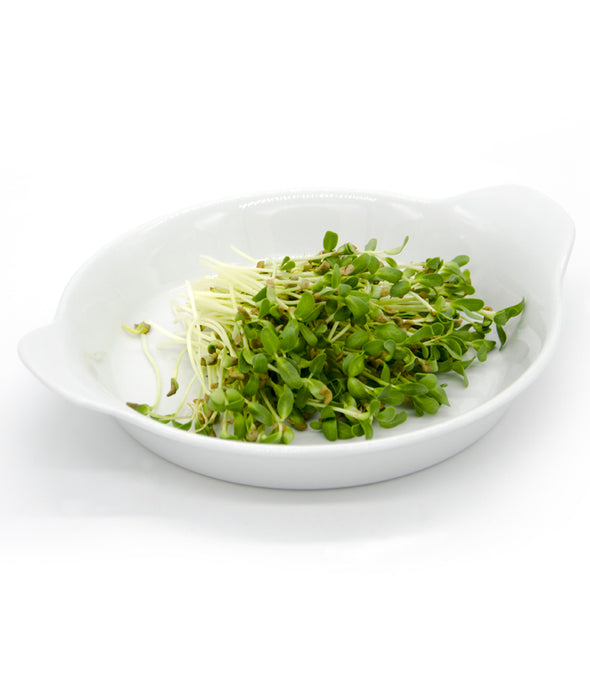 Fieno greco Poseidon - Italian Sprout