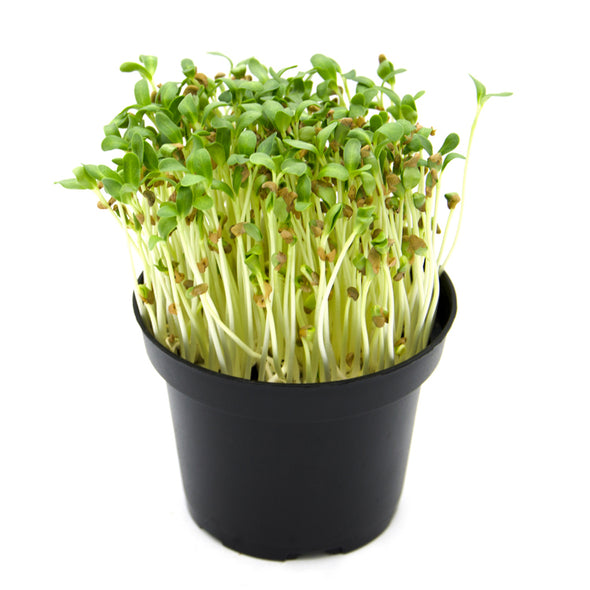 Semi per microgreens - Fieno greco Perseo