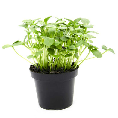 Microgreen seeds - Sunflower Buddy
